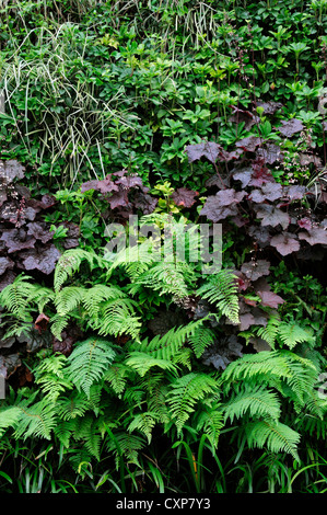 Bergenie Liriope Heuchera Dryopteris lebendige, grüne Wand vertikalen Garten Gartenarbeit Stadtraum Stockfoto