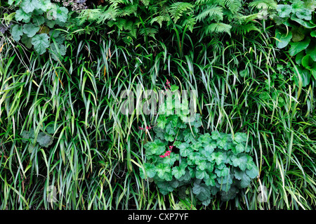 Bergenie Liriope Heuchera Dryopteris lebendige, grüne Wand vertikalen Garten Gartenarbeit Stadtraum Stockfoto