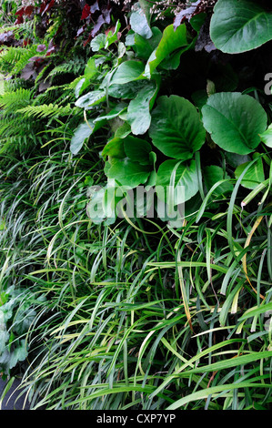 Bergenie Liriope Heuchera Dryopteris lebendige, grüne Wand vertikalen Garten Gartenarbeit Stadtraum Stockfoto