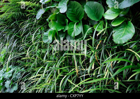 Bergenie Liriope Heuchera Dryopteris lebendige, grüne Wand vertikalen Garten Gartenarbeit Stadtraum Stockfoto