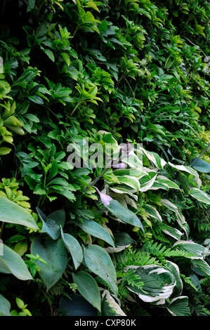 Pachysandra Terminalis Hosta lebendige grüne Wand vertikalen Garten Gartenarbeit Stadtraum Stockfoto