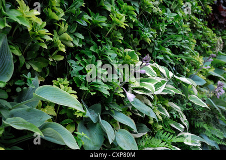 Pachysandra Terminalis Hosta lebendige grüne Wand vertikalen Garten Gartenarbeit Stadtraum Stockfoto