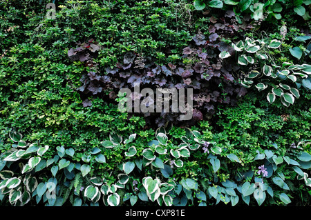 Pachysandra Terminalis Heuchera Hosta lebendige grüne Wand vertikalen Garten Gartenarbeit Stadtraum Stockfoto