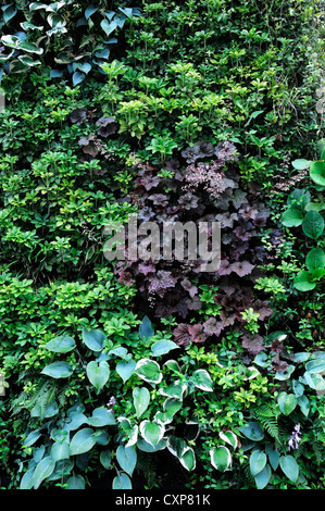 Pachysandra Terminalis Heuchera Hosta lebendige grüne Wand vertikalen Garten Gartenarbeit Stadtraum Stockfoto