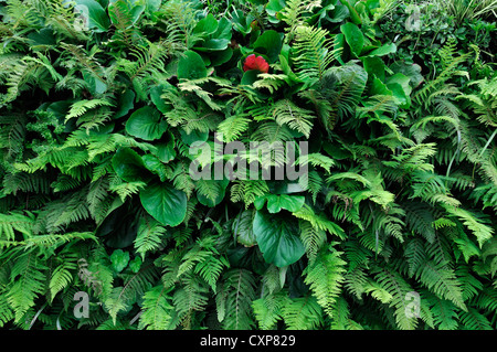 Bergenie Dryopteris lebendige, grüne Wand vertikalen Garten Gartenarbeit Stadtraum Stockfoto