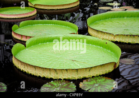 Victoria Cruziana Blätter Santa Cruz Seerose Blatt riesige Seerose Wasser Teiche Nymphaea Lilien Pads, die grüne rotes Blatt Blätter Stockfoto