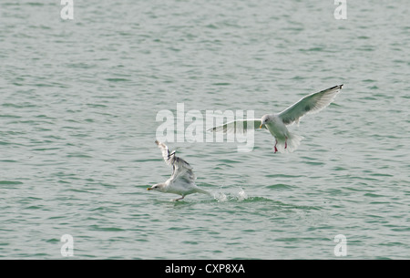 PAAR von SILBERMÖWEN Larus Argentatus IN FLIGHT. UK Stockfoto