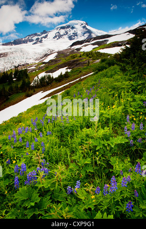 Mt. Baker Wildblumen. Bei 10.781 ft ist Baker der dritthöchste Berg im US-Bundesstaat Washington. Stockfoto