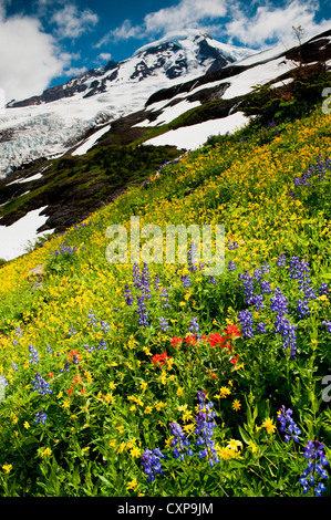 Mt. Baker Wildblumen. Bei 10.781 ft ist Baker der dritthöchste Berg im US-Bundesstaat Washington. Stockfoto