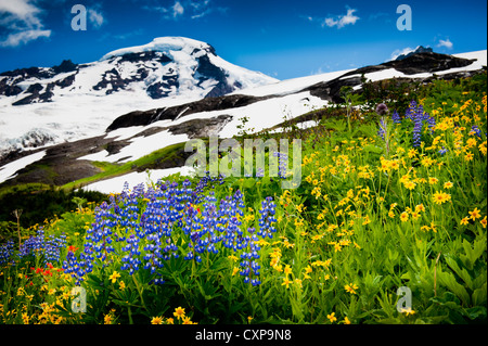 Mt. Baker Wildblumen. Bei 10.781 ft ist Baker der dritthöchste Berg im US-Bundesstaat Washington. Stockfoto