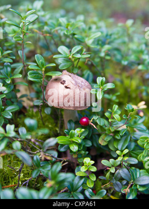 Einzigen Pilz und Cranberry im Wald Stockfoto