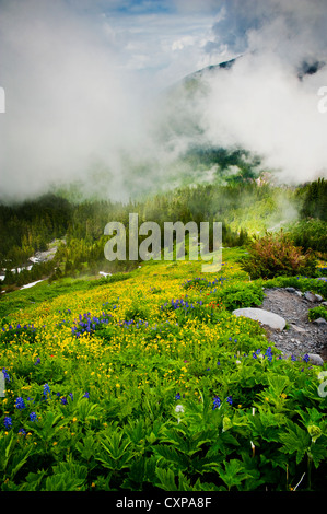 Mt. Baker Wildblumen. Bei 10.781 ft (3.286 m) ist es der dritthöchste Berg in Washington State von Heliotrop Ridge gesehen. Stockfoto