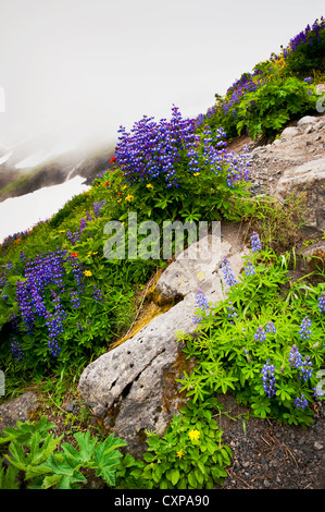 Mt. Baker Wildblumen. Bei 10.781 ft (3.286 m) ist es der dritthöchste Berg in Washington State von Heliotrop Ridge gesehen. Stockfoto