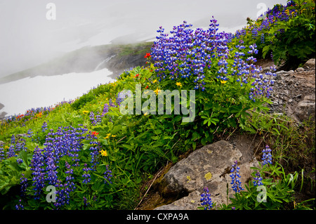 Mt. Baker Wildblumen. Bei 10.781 ft (3.286 m) ist es der dritthöchste Berg in Washington State von Heliotrop Ridge gesehen. Stockfoto