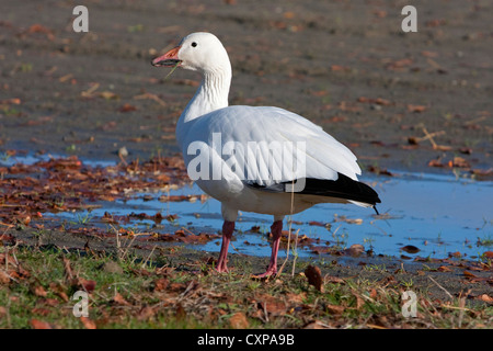 Schneegans (Chen Caerulescens) weiße Morph Fütterung in der Gemeindepark in Parksville, Vancouver Island, BC, Kanada im November Stockfoto