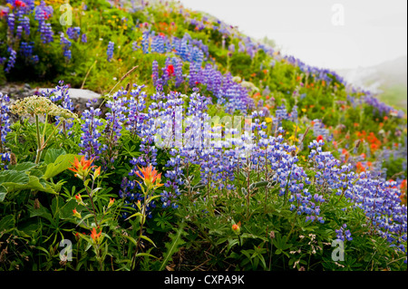 Mt. Baker Wildblumen. Bei 10.781 ft (3.286 m) ist es der dritthöchste Berg in Washington State von Heliotrop Ridge gesehen. Stockfoto