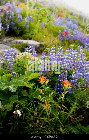 Mt. Baker Wildblumen. Bei 10.781 ft (3.286 m) ist es der dritthöchste Berg in Washington State von Heliotrop Ridge gesehen. Stockfoto