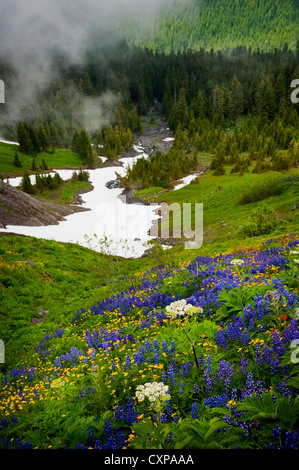 Mt. Baker Wildblumen. Bei 10.781 ft (3.286 m) ist es der dritthöchste Berg in Washington State von Heliotrop Ridge gesehen. Stockfoto