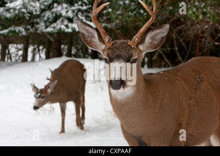 Schwarz - Tailed Hirsche (Odocoileus Hemionus Columbianus) Geld in den Schnee in Nanaimo, Vancouver Island, BC, Kanada im November Stockfoto