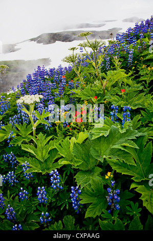 Mt. Baker Wildblumen. Bei 10.781 ft (3.286 m) ist es der dritthöchste Berg in Washington State von Heliotrop Ridge gesehen. Stockfoto