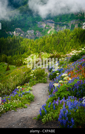 Mt. Baker Wildblumen. Bei 10.781 ft (3.286 m) ist es der dritthöchste Berg in Washington State von Heliotrop Ridge gesehen. Stockfoto