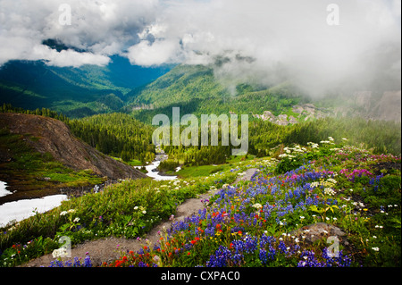 Mt. Baker Wildblumen. Bei 10.781 ft (3.286 m) ist es der dritthöchste Berg in Washington State von Heliotrop Ridge gesehen. Stockfoto