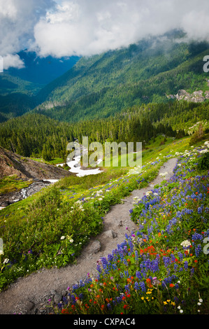 Mt. Baker Wildblumen. Bei 10.781 ft (3.286 m) ist es der dritthöchste Berg in Washington State von Heliotrop Ridge gesehen. Stockfoto