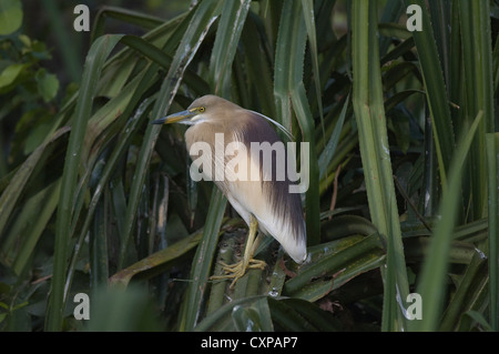 Der schöne Teich Reiher thront auf das Vogelschutzgebiet Rangantittu in der Nähe von Srirangapatna in Mysore, Karnataka, Südindien Stockfoto