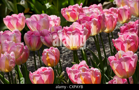 Rosa gelb Tulpen Blumen Skagit Valley Farm Washington State Pacific Northwest Stockfoto