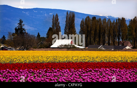 Lila rot gelb Tulpen Blumen Skagit Valley Farm US-Bundesstaat Washington Pacific Northwest Stockfoto