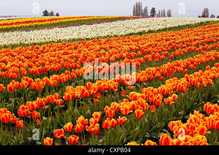 Rot Orange weiße Tulpen Blumen Feld Skagit Valley Farm US-Bundesstaat Washington Pacific Northwest Stockfoto