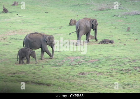 Ein paar weibliche asiatische Elefanten mit ihren jungen an der berühmten Kabini Flusses im Nagarhole Nationalpark, Karnataka Stockfoto