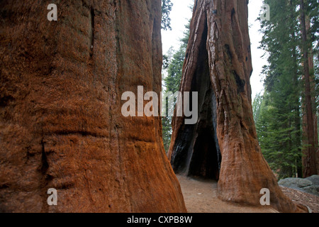 Zwei Riesen-Mammutbäumen (Sequoiadendron Giganteum), Sequoia Nationalpark, Kalifornien, Vereinigte Staaten von Amerika Stockfoto