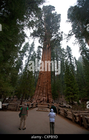 Touristen suchen General Sherman Giant Sequoia Baum (Sequoiadendron Giganteum) Sequoia Nationalpark Kalifornien Vereinigte Staaten Stockfoto