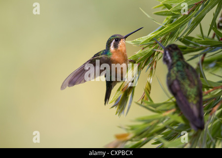 Lila-throated Berg-Juwel (Lampornis Calolaemus) hocken auf Ast des Baumes, mit einem anderen Kolibri im Vordergrund, Costa Rica Stockfoto