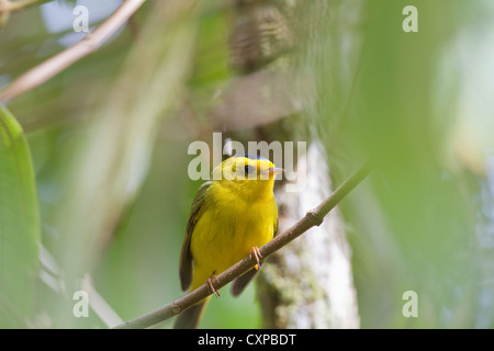 Männliche Wilson's Warbler (Wilsonia Pusilla) thront auf einem Ast am Savegre, San Gerardo de Dota, Costa Rica. Stockfoto