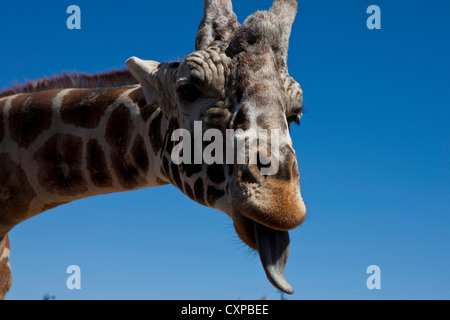 Detailansicht Kopf männlichen Giraffe (Giraffa Plancius) Zunge aus Afrika Wildlife Park Camp Verde Arizona Vereinigte Stockfoto