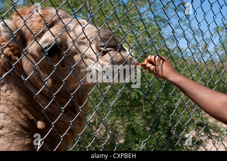 Arabischen Kamel (Camelus Dromedarius) gefüttert Karotte durch Kette verbunden Zaun aus Afrika Wildlife Park Camp Verde Arizona Stockfoto