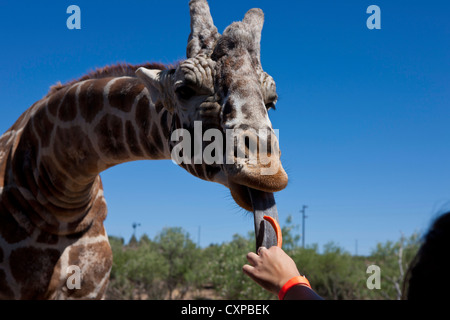 Detailansicht, männlichen Giraffe (Giraffa Plancius) essen Karotten, jemandes hand aus Afrika Wildlife Park Camp Verde, Arizona Stockfoto