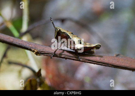 Braun, schwarz und gold Grasshopper auf Zweig in Wald, Rancho Naturalista, Costa Rica, Zentralamerika. Stockfoto