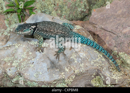 Berg Spiny Lizard Sceloporus Jarrovii Huachuca Mountains, Cochise County, Arizona, USA 9 Oktober Männchen Stockfoto