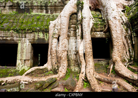 TA Promh Khmer-Tempel, Angkor Thom, Kambodscha. Stockfoto