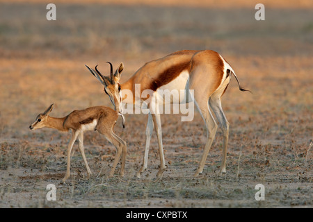 Eine Springbock-Antilope (Antidorcas Marsupialis) mit Lamm, Kalahari-Wüste, Südafrika Stockfoto