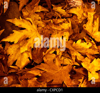 Foto des Grunge leaves, Hintergrund, abstrakt herbstlichen Kulisse, orange Oktober Laub, Schönheit Pflanze dunkel goldenen Wald Natur Stockfoto