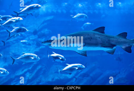 Bild der großen natürlichen Aquarium, aggressiven Hai, große Gruppe von exotischen Fischen, majestätischen Unterwasserwelt, ozeanische Leben Stockfoto