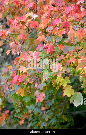 Spitz-Ahorn (Acer Platanoides) Stockfoto
