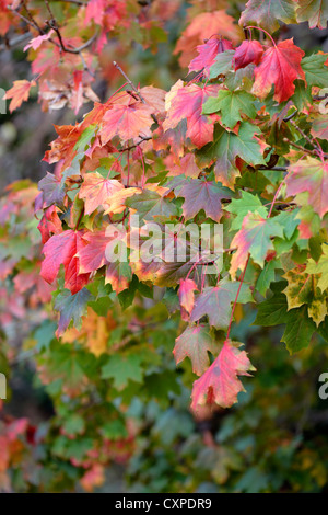 Spitz-Ahorn (Acer Platanoides) Stockfoto