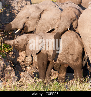 Nahaufnahme einer dicht gedrängten Herde Elefanten (Loxodonta Africana) ernähren sich von einem Busch, Moremi, Botswana Stockfoto