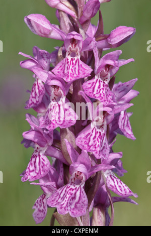 Südlichen Knabenkraut Stockfoto