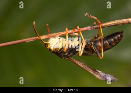 Eine männliche nördlichen Papier Wespe (Polistes Fuscatus) hängt an einem kühlen Morgen aus einem kleinen Zweig. Stockfoto